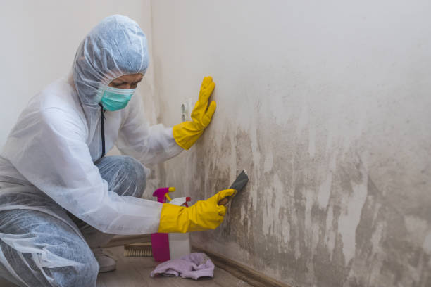 Mold Documentation for Insurance Claims in Middle Island, NY